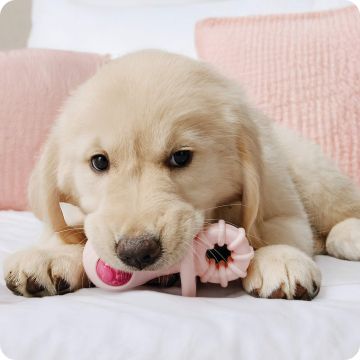 Puppy lying on a pink bed with a heart-shaped plush toy